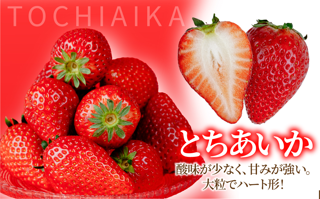 【先行受付：2月以降発送】いちご「茂木完熟いちご」師匠が育てた朝採れとちあいか 大粒  約270g × 4パック 合計約1080g | いちご イチゴ 苺 とちあいか 完熟 果物 甘い あまい フルーツ くだもの 旬 産地直送 栃木県産 関いちご園 栃木県 茂木町