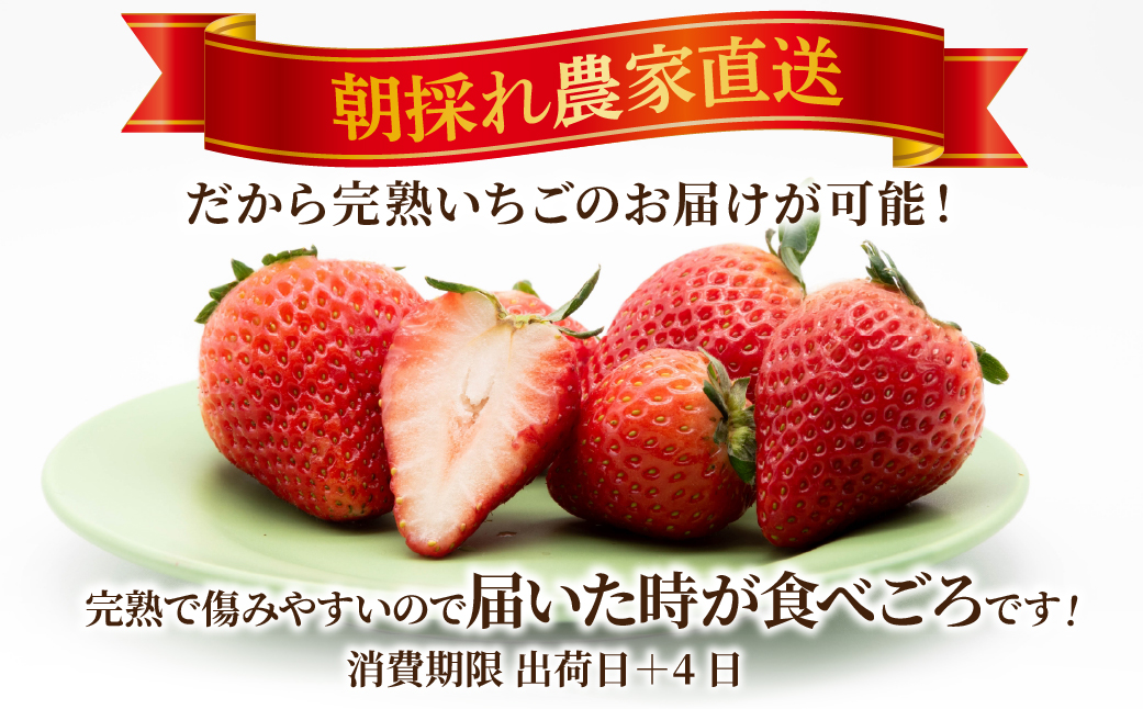 【先行受付：2月以降発送】いちご 「茂木完熟いちご」　矢野農園の とちおとめ レギュラーサイズ 約270g × 4パック 合計 約1080g | いちご イチゴ 苺  とちおとめ 完熟 果物 フルーツ 甘い あまい くだもの 旬 産地直送 栃木県産 矢野農園 栃木県 茂木町