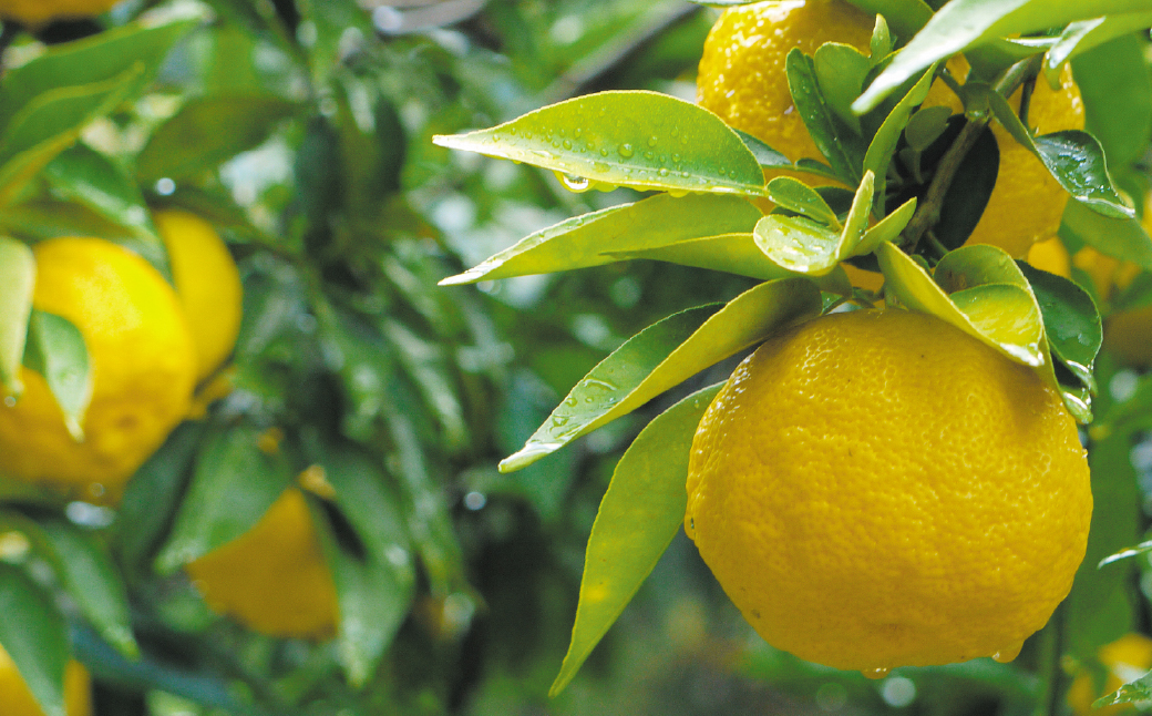 èæšçºç£ãã䜿çšïŒ ã¯ã©ãããã¥ãŒã〠330mlÃ12æ¬ | ãã¥ãŒã〠ã¯ã©ãã ã¢ã«ã³ãŒã«8% ãé
æå çŒé
æ©é
æè ã³ã¯ ææŸã æäœæ¥ å°åéå® å®ã¯ã©ãã å®CRAFT å®é
é çæ æšœè²¯èµ ããã¹ããªãã 寶ã¯ã©ãã 寶CRAFT ããŠããã©ã¶ æ æšç èæšçº