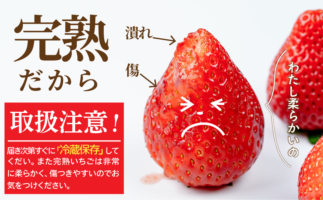【先行受付：3月以降発送】いちご「茂木完熟いちご」師匠が育てた朝採れとちあいか  レギュラーサイズ 約270g × 4パック 計約1080g | いちご イチゴ 苺 とちあいか 完熟 朝採れ フルーツ 甘い あまい 果物 くだもの 旬 産地直送 栃木県産 関いちご園 栃木県 茂木町 