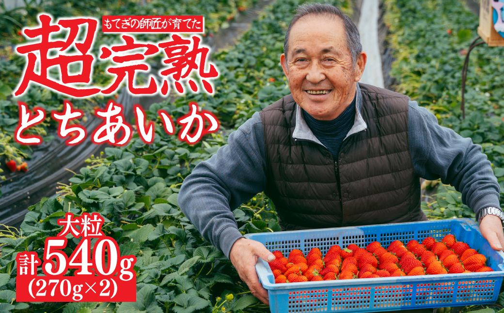 【先行受付：3月以降発送】いちご「茂木完熟いちご」師匠が育てた朝採れとちあいか 大粒 約270g × 2パック 合計約540g | いちご イチゴ 苺 とちあいか とちあいか 甘い あまい  完熟 果物 フルーツ 関いちご園 栃木県 茂木町