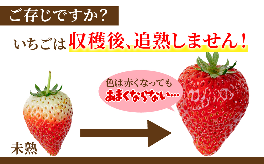 【先行受付：2月以降発送】いちご「茂木完熟いちご」師匠が育てた朝採れとちあいか 大粒  約270g × 4パック 合計約1080g | いちご イチゴ 苺 とちあいか 完熟 果物 甘い あまい フルーツ くだもの 旬 産地直送 栃木県産 関いちご園 栃木県 茂木町