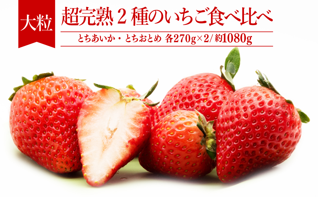 【先行受付：2月以降発送】いちご「茂木完熟いちご」 篠崎さんが育てた とちおとめ＆とちあいか 大粒 食べ比べセット 約270g×各2パック 合計 約1080g | いちご イチゴ 苺 とちあいか とちおとめ 完熟 大粒 果物 フルーツ くだもの 旬 産地直送 栃木県産 篠崎いちご園 栃木県 茂木町
