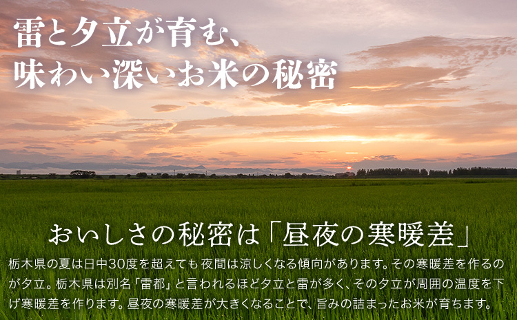 莉、蜥7蟷エ逕」 邀ウ 縺顔アウ 縺ィ縺。縺弱ョ譏 3繝カ譛亥ョ壽悄萓ソ 5kg JA縺翫d縺セ縲30譌・莉・蜀縺ォ蜃コ闕キ莠亥ョ(蝨滓律逾晞勁縺)縲 譬譛ィ逵 驥取惠逕コ逕」 繧ウ繝。 邀ウ 繝悶Λ繝ウ繝臥アウ 縺ィ縺。縺弱ョ縺サ縺励先譛ィ逵悟ア騾夊ソ皮、シ蜩√