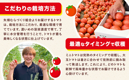 トマト 約2kg 小箱 栃木県 野木町産 矢畑むらづくり組合 《2025年10月上旬-2026年6月下旬頃出荷》栃木県 野木町 トマト 野菜 新鮮