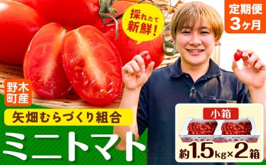 【先行予約】【3ヶ月定期便】ミニトマト 約1.5kg 2箱 小箱 栃木県 野木町産 矢畑むらづくり組合 《2025年10月上旬-2026年6月下旬頃出荷》栃木県 野木町 トマト ミニトマト 野菜 新鮮