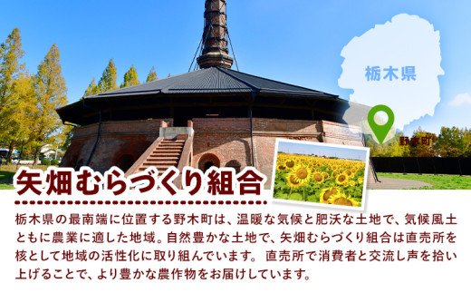 【先行予約】アイコ トマト 約1.5kg 小箱 栃木県 野木町産 矢畑むらづくり組合 《2025年10月上旬-2026年6月下旬頃出荷》栃木県 野木町 トマト ミニトマト 野菜 新鮮