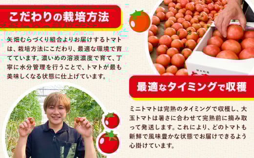 【先行予約】アイコ トマト 約1.5kg 小箱 栃木県 野木町産 矢畑むらづくり組合 《2025年10月上旬-2026年6月下旬頃出荷》栃木県 野木町 トマト ミニトマト 野菜 新鮮