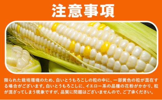 とうもろこし 白いとうもろこし 約4kg 10本入り 朝採れ クール便 野木町産 矢畑むらづくり組合 《2026年6月下旬-7月下旬頃出荷》栃木県 野木町 トウモロコシ 野菜