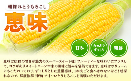 とうもろこし 恵味 約4kg 10本入り 朝採れ クール便 野木町産 矢畑むらづくり組合 《2026年6月下旬-7月下旬頃出荷》栃木県 野木町 トウモロコシ 野菜