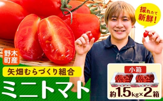 ミニトマト 約1.5kg 2箱 小箱 栃木県 野木町産 矢畑むらづくり組合 《2025年10月上旬-2026年6月下旬頃出荷》栃木県 野木町 トマト ミニトマト 野菜 新鮮