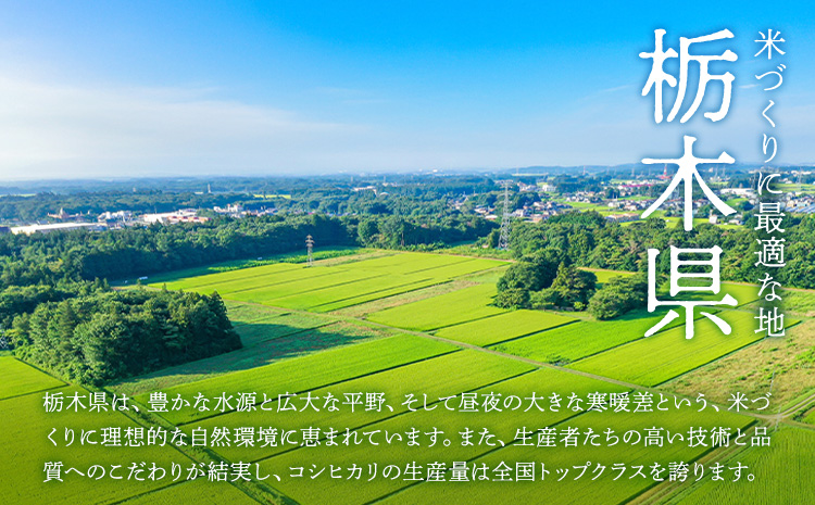 莉、蜥7蟷エ逕」 邀ウ 縺顔アウ 繧ウ繧キ繝偵き繝ェ 縺縺セ縺九s邀ウ 10kg JA縺翫d縺セ縲30譌・莉・蜀縺ォ蜃コ闕キ莠亥ョ(蝨滓律逾晞勁縺)縲 譬譛ィ逵 驥取惠逕コ逕」 繧ウ繝。 邀ウ 繝悶Λ繝ウ繝臥アウ 縺薙@縺イ縺九j縲先譛ィ逵悟ア騾夊ソ皮、シ蜩√