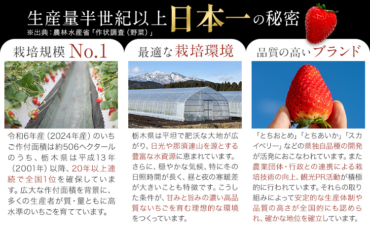 栃木 いちご とちおとめ 4パック 1040g 《1月中旬-5月上旬頃出荷》 栃木県 野木町 いちご イチゴ 苺 とちおとめ 果物 フルーツ ジューシー 【配送不可地域】沖縄・離島