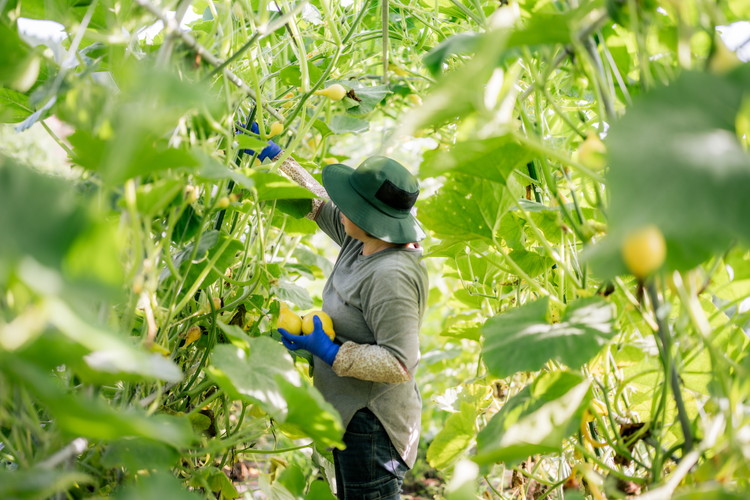 é£ãšå
æ°ãçµã¶ãæäŒãïŒèŸ²æã¬ã¹ãã©ã³ é£ç«é åç©«äœéšïŒçºé
µé£ã©ã³ãã®ãé£äºã®ãã¢ãã±ãã ãD-85ã | éè ããã åç©«äœéš ã©ã³ã çºé
µé£ äœéš ãé£äºåž 蟲æ¥äœéš é£é çº æ æšç