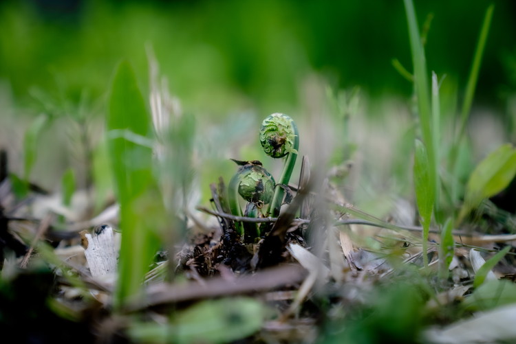 ＼食と元気を結ぶお手伝い／農村レストラン 飛火鞍 収穫体験＆地元シェフによるランチのお食事のペアチケット 〔P-435〕 | 野菜 やさい 収穫体験 ランチ 発酵食 体験 お食事券 農業体験 那須町 栃木県