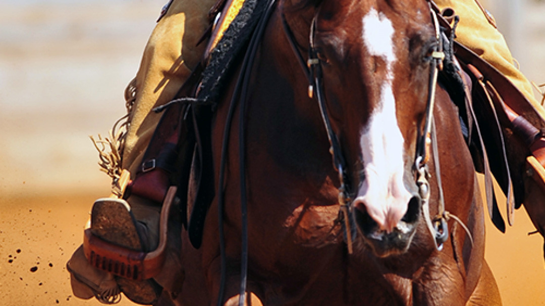 那須高原を馬とめぐる2時間のホーストレッキング 外乗ペア利用券【平日限定】チケット 利用券 ペア 体験 乗馬 初心者歓迎〔P-100〕