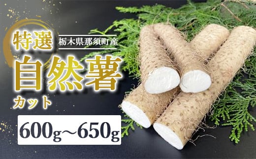那須町産 自然薯（カット）600g〜650g｜カット お土産 贈り物 ご自宅用 とろろ とろろご飯 山芋 健康 国産 産地直送 那須 栃木県 那須町〔P-151〕 ※2025年12月頃より順次発送予定
