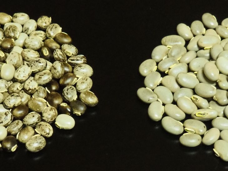 ã ã¯ãè±ãã¯ãããŠããŒã詊ãã»ãã ãB-83ã