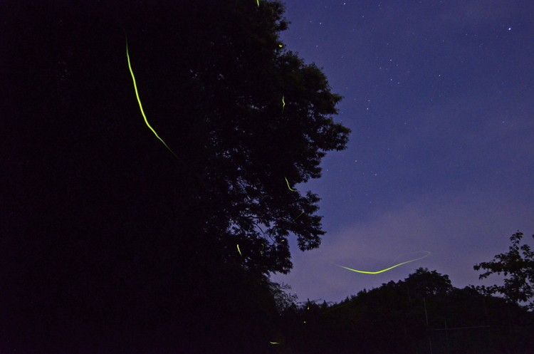 特別栽培のこしひかり【横岡米】那須ブランド認定品 上白米 3kg 〔P-405〕 | 特別栽培米 白米 精米 減農薬 健康 安心 ※離島への配送不可