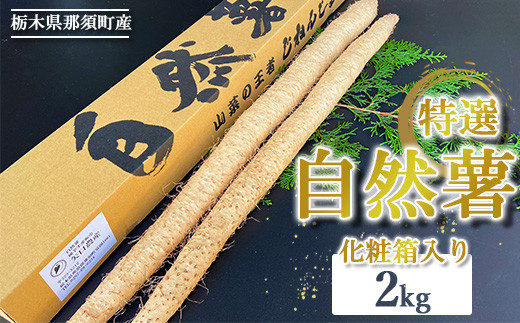 那須町産 自然薯 2kg 化粧箱入り ◇｜贈り物 とろろ とろろご飯 山芋 健康 国産 産地直送 那須 栃木県 那須町〔P-352〕 ※2025年12月頃より順次発送予定