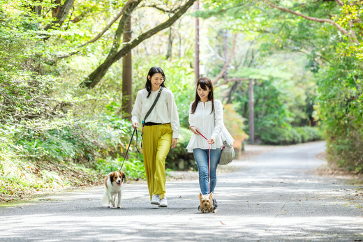 蝗帛ュ」縺ョ螳ソ 縺薙h縺ソ 螳ソ豕雁茜逕ィ蛻ク 15,000蜀ス懷ョソ豕 譌陦 繝√こ繝繝 螳ソ豕雁虻 譌陦悟虻 隕ウ蜈 蝗ス蜀譌陦 驍」鬆 譬譛ィ逵 驍」鬆育伴縲忍-39縲