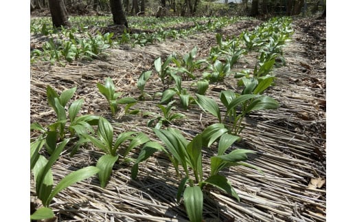行者にんにく 苗根 10本（4年～5年物） ｜ にんにく ニンニク ガーリック 家庭菜園 栽培 野菜苗 野菜 薬味 料理 産地直送 那須 栃木県 那須町〔A-55〕