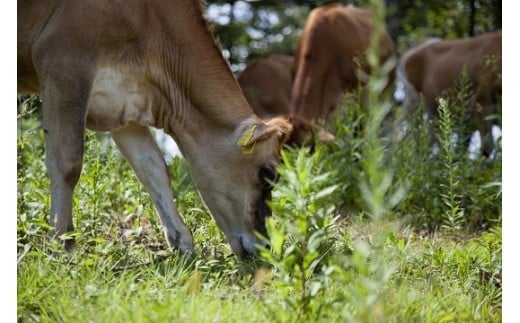 森林ノ牧場 ミルクバー 10本（ソフトクリーム無料券付き）| アイス 牛乳 ジャージー牛 無添加 スイーツ デザート お菓子 おかし セット 冷凍 栃木県 那須町 〔P-415〕