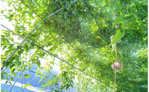 那須町産 自然薯 1.5kg×2箱 化粧箱入り｜贈り物 とろろ とろろご飯 山芋 健康 国産 産地直送 那須 栃木県 那須町〔P-353〕 ※2025年12月頃より順次発送予定