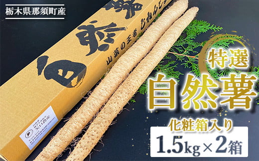 那須町産 自然薯 1.5kg×2箱 化粧箱入り｜贈り物 とろろ とろろご飯 山芋 健康 国産 産地直送 那須 栃木県 那須町〔P-353〕 ※2025年12月頃より順次発送予定