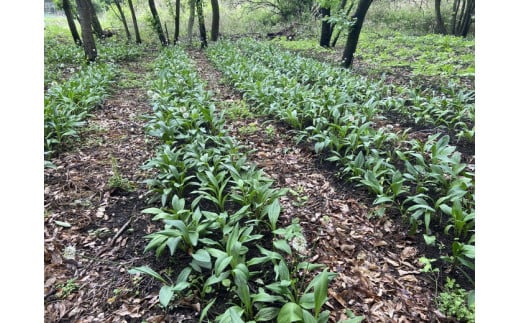 行者にんにく 苗根 100本（4年～5年物） ｜ にんにく ニンニク ガーリック 家庭菜園 栽培 野菜苗 野菜 薬味 料理 産地直送 那須 栃木県 那須町〔E-56〕