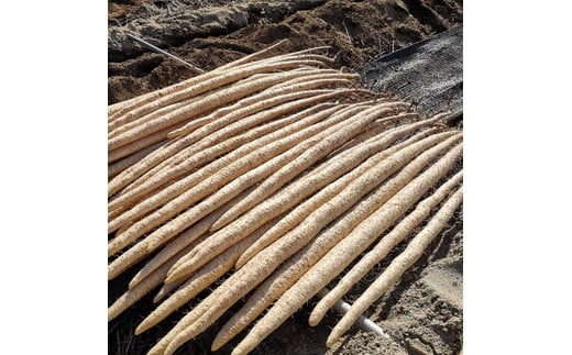 那須町産 自然薯（カット）1.2kg～1.3kg｜カット お土産 贈り物 ご自宅用 とろろ とろろご飯 山芋 健康 国産 産地直送 那須 栃木県 那須町〔P-152〕 ※2025年12月頃より順次発送予定 