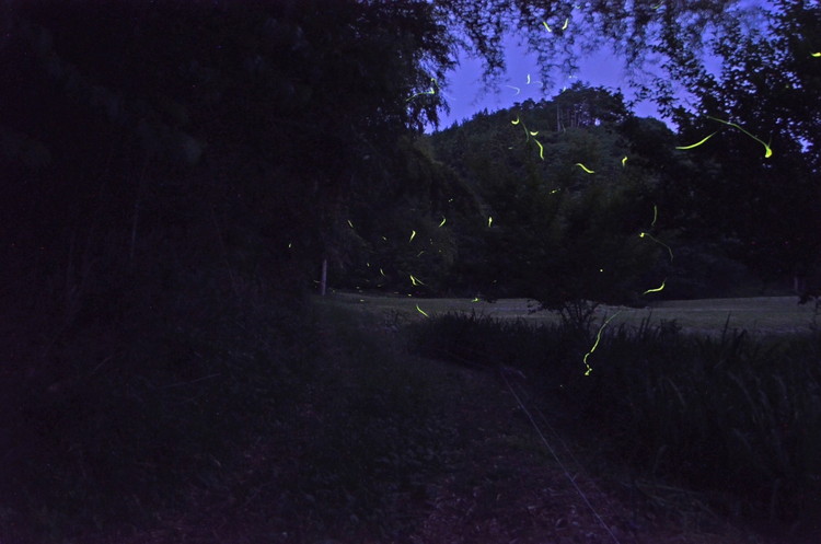 特別栽培のこしひかり【横岡米】那須ブランド認定品 上白米 3kg 〔P-405〕 | 特別栽培米 白米 精米 減農薬 健康 安心 ※離島への配送不可