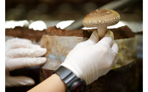 生しいたけ〔B-25〕≪シイタケ 椎茸 きのこ 野菜 ≫