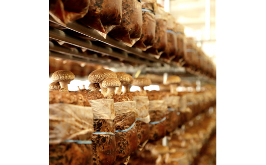 生しいたけ〔B-25〕≪シイタケ 椎茸 きのこ 野菜 ≫