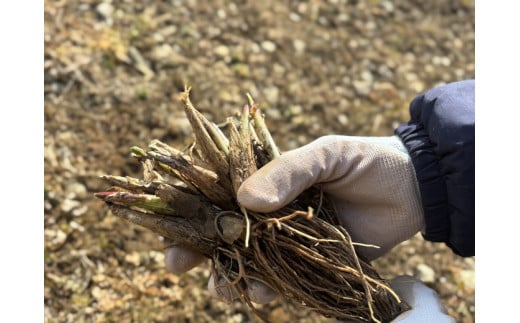 行者にんにく 苗根 40本（4年～5年物） ｜ にんにく ニンニク ガーリック 家庭菜園 栽培 野菜苗 野菜 薬味 料理 産地直送 那須 栃木県 那須町〔C-79〕