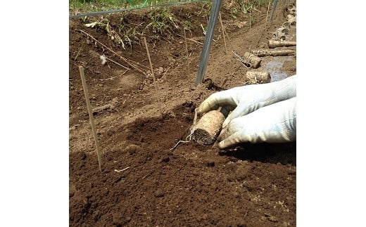 自然薯の種芋「切種芋」5個 自然薯 種芋 家庭菜園 那須町 〔A-22〕 ※2025年3月中旬頃より順次発送予定