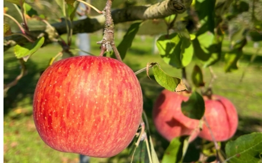 りんごジュース 1L×2本〔P-231〕｜りんご 林檎 リンゴ おいしい スイーツ セット 那須 大野りんご園 栃木県 那須町