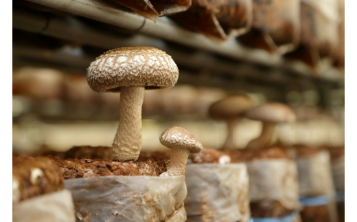 生しいたけ〔B-25〕≪シイタケ 椎茸 きのこ 野菜 ≫