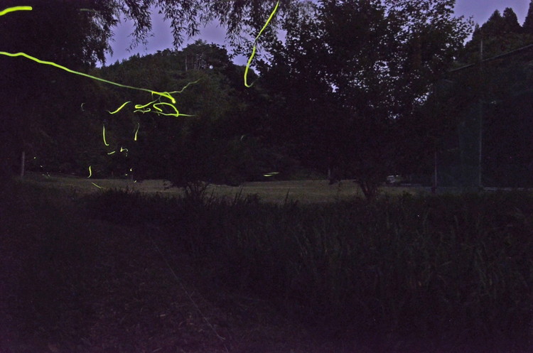 特別栽培のこしひかり【横岡米】那須ブランド認定品 上白米 3kg 〔P-405〕 | 特別栽培米 白米 精米 減農薬 健康 安心 ※離島への配送不可