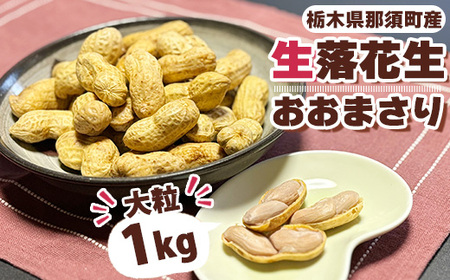大粒生落花生「おおまさり」1kg ◇ ｜ 落花生 大粒 ピーナッツ おつまみ 国産 おやつ 冷蔵 那須 栃木県 那須町〔P-81〕　※2025年9月上旬～10月下旬頃に順次発送予定