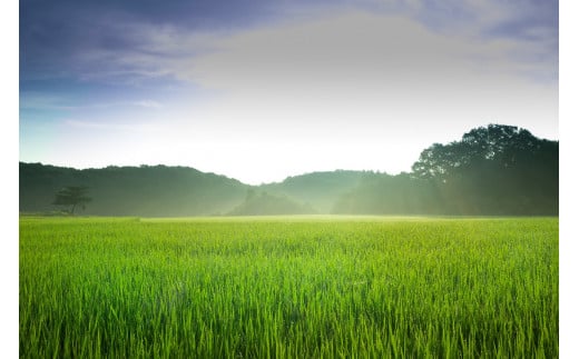 きねつき餅＆大福の詰合せ〔Ｂ-73〕