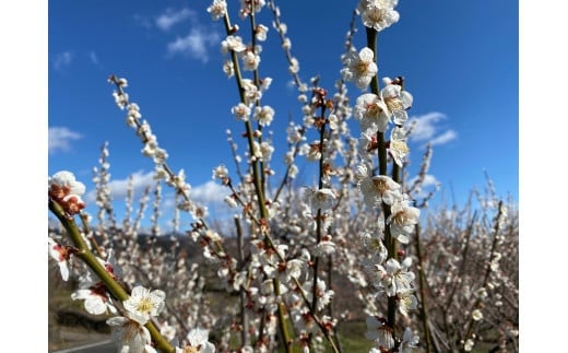 群馬県産の梅にこだわった逸品「ぐんまの甘梅」  | 梅 うめ カリカリ梅 青梅 国産 おやつ おつまみ 駄菓子 甘酸っぱい 個包装 前橋市 群馬県