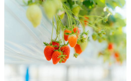 ã2026幎 å
è¡äºçŽããã¡ã ãããã²ã çŽ800g 矀銬çãã¡ãåè©äŒæé«éè³ïœææ¡ã ãã¿ã€ãé«å質 ãã£ã·ã èŽççš æ°é®® å®ç ãã¡ã æ¬ èº ã¹ããããªãŒ é«çŽ å€§ç² ç£å°çŽé ææ± çã ããŸã äººæ° é«è©äŸ¡ æžèŸ²è¬ ææ©è¥æ é«ç³åºŠ ãã»ãã³ ãã¬ãŒã³ã 矀銬ç åæ©åž