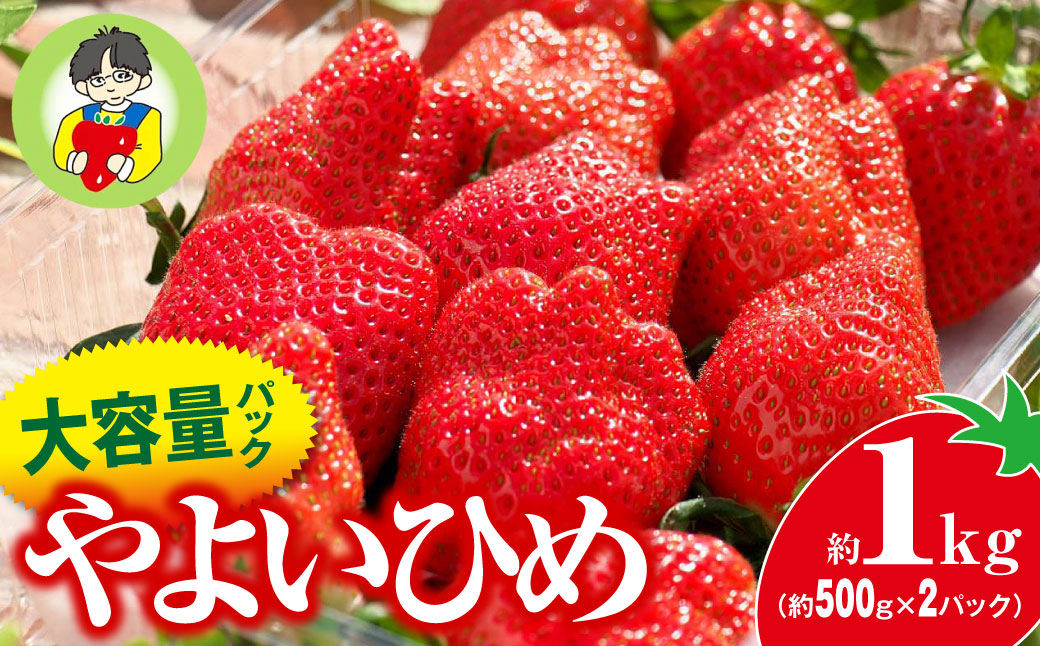【2026年 先行予約】やよいひめ 500g × 2パック 1kg | コク 甘み 朝採れ やよいひめ 大粒 甘み 酸味 バランス 贈答用 新鮮 完熟 いちご 旬 苺 ストロベリー 産地直送 果汁 甘い あまい 人気 高評価 美容 健康 旨味 高糖度 ごほうび 群馬県 前橋市