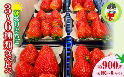 【2026年 先行予約】いちご 食べ比べ 150g×6パック 900g｜コク 甘み 朝採れ やよいひめ ななか 恋みのり あまおとめ あすかルビー 贈答用 新鮮 完熟 いちご 旬 苺 ストロベリー 産地直送 果汁 甘い あまい 人気 高評価 減農薬 美容 健康 旨味 高糖度 ごほうび 群馬県 前橋市