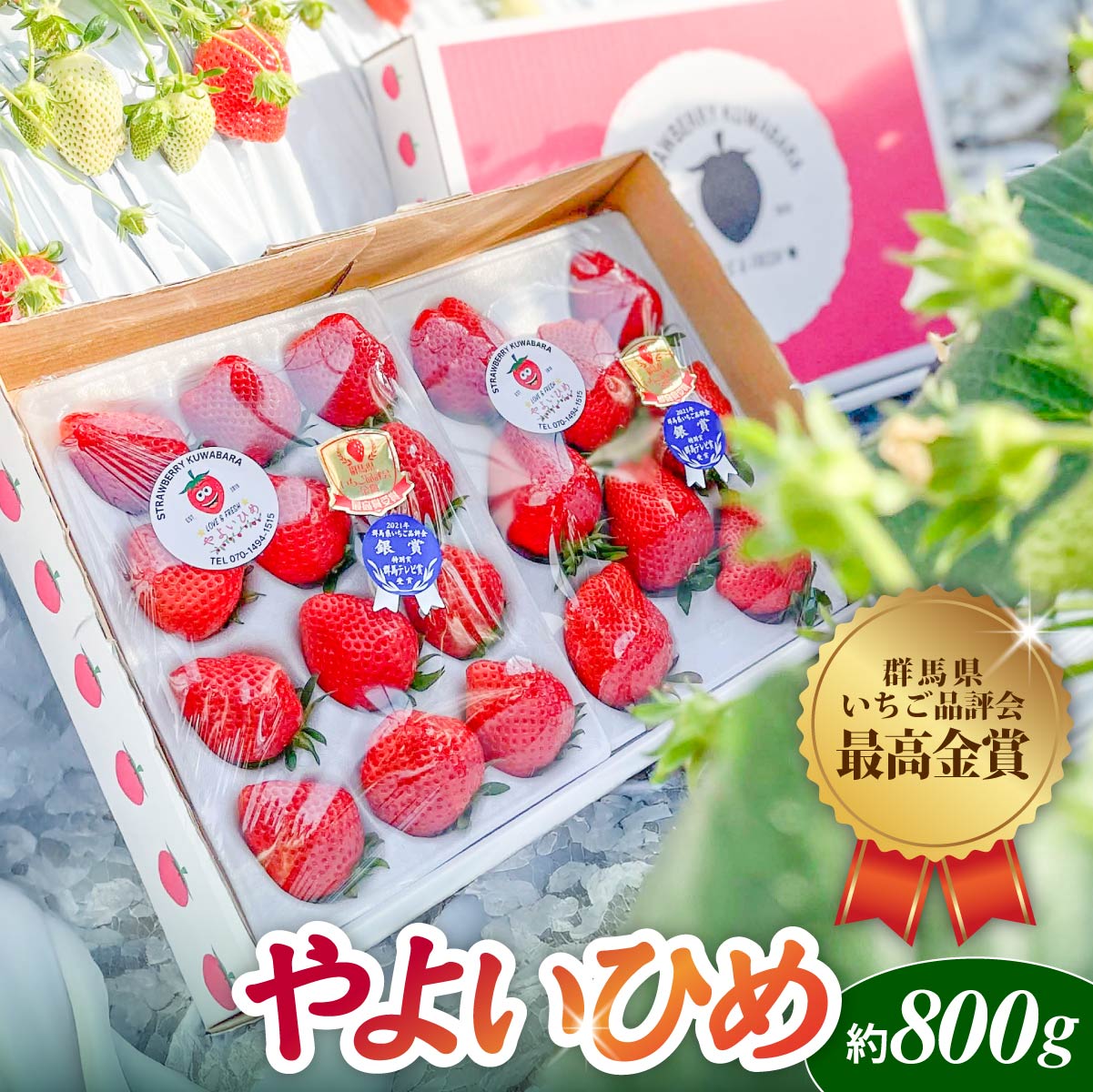 [2026年 先行予約]いちご やよいひめ(贈答用化粧箱入り)約800g| 朝採れ やみつき高品質 たっぷり 贈答用 新鮮 完熟 いちご 旬 苺 ストロベリー 高級 産地直送 果汁 甘い あまい 人気 高評価 減農薬 有機肥料 高糖度 ごほうび プレゼント 群馬県 前橋市