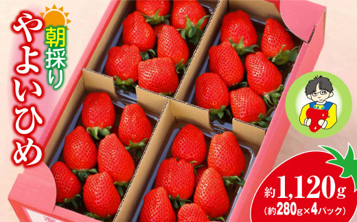 【2026年 先行予約】やよいひめ 280g × 4パック 1120g ｜コク 甘み 朝採れ やよいひめ 大粒 甘み 酸味 バランス 贈答用 新鮮 完熟 いちご 旬 苺 ストロベリー 産地直送 果汁 甘い あまい 人気 高評価 減農薬 美容 健康 旨味 高糖度 ごほうび 群馬県 前橋市