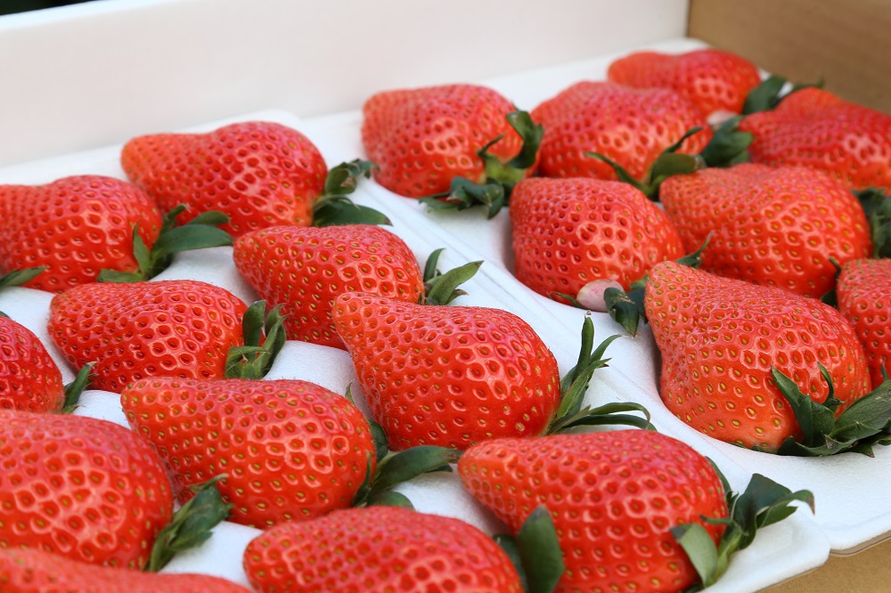 いちご 『やよいひめ』 約800g【2025年群馬県いちご品評会入賞！】