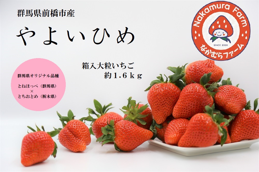 いちご 『やよいひめ』 400gトレー ×4パック 約1.6kg[2025年群馬県いちご品評会入賞!]2027年 先行予約