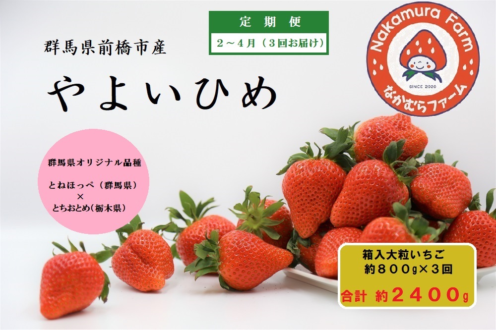 【定期便／３ヵ月連続お届け】群馬県前橋市産いちご　『やよいひめ』　約800g×3回（総量2.4Kg)【2025年群馬県いちご品評会入賞！】2027年 先行予約